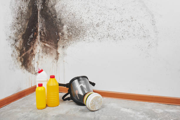 Trusted Thatcher, UT Mold Removal Experts
