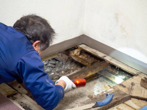 Best Mold Testing  in Thatcher, UT