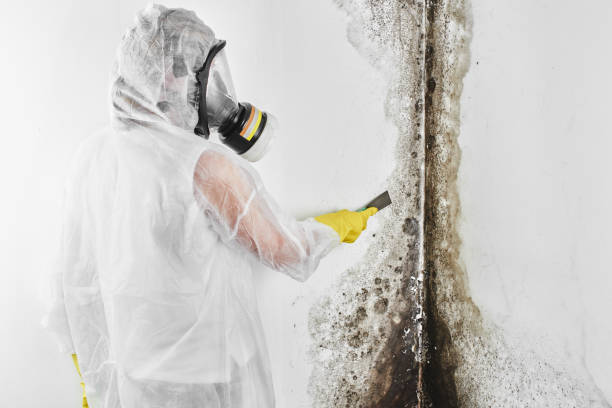 Mold Testing and Removal in Thatcher, UT