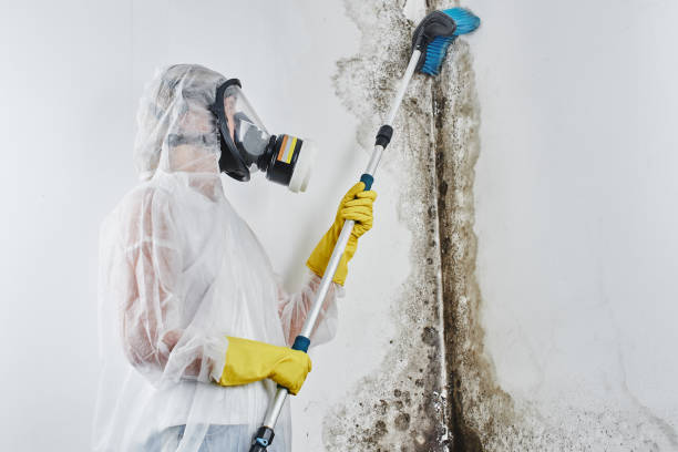 Best Home Mold Removal  in Thatcher, UT