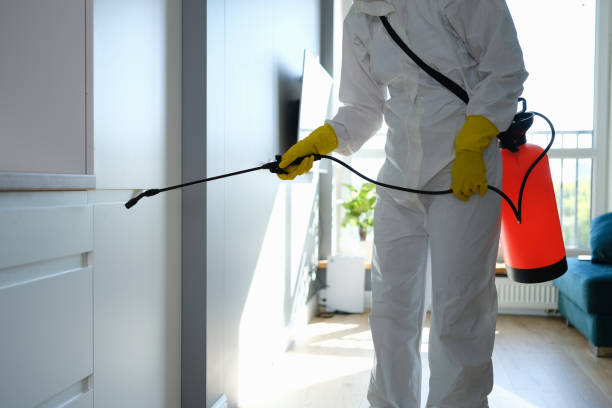 Best Home Mold Removal  in Thatcher, UT
