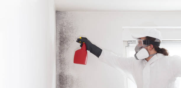 Best Office Mold Removal Services  in Thatcher, UT