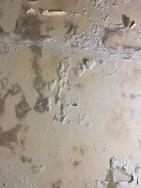 Mold Removal and Inspection in Thatcher, UT